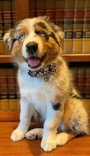 Photo of Mascot Justice